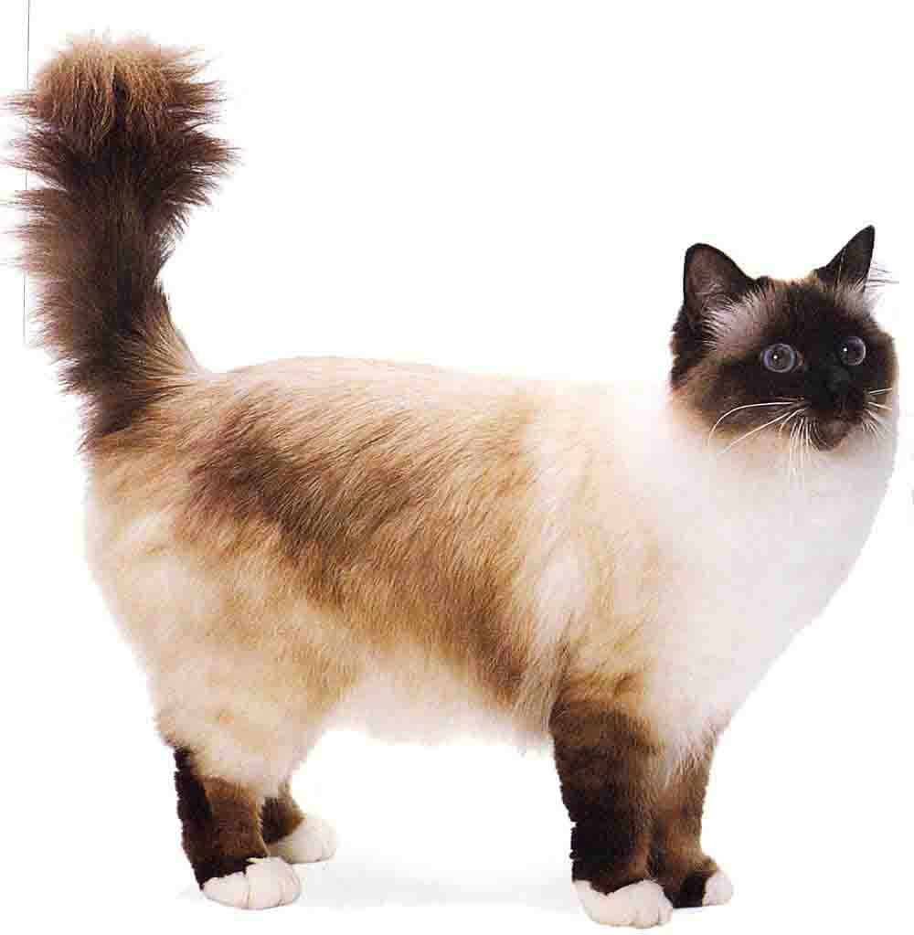 Порода кошек бирманская.
